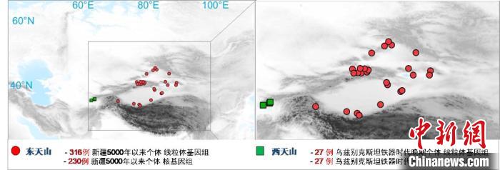 图为该项目所获取天山东西部古人群的线粒体与核基因组分布图。　欧宝电竞平台 供图