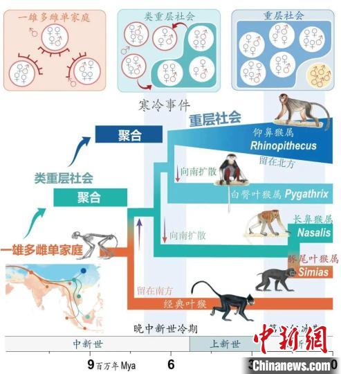 寒冷事件促进亚洲叶猴社会聚合。　欧宝电竞平台供图