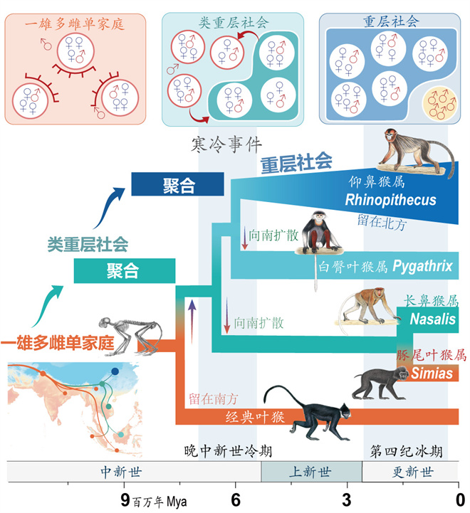 Science封面文章：欧宝电竞平台金丝猴研究团队首次系统揭示灵长类社会演化之谜_fororder_寒冷事件促进亚洲叶猴社会聚合（供图 齐晓光 赵兰 武进伟）